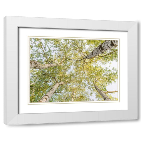 Birch woods in spring White Modern Wood Framed Art Print with Double Matting by Pangea Images