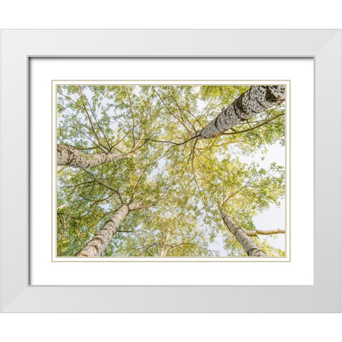 Birch woods in spring White Modern Wood Framed Art Print with Double Matting by Pangea Images