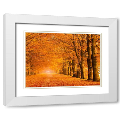 Woods in autumn White Modern Wood Framed Art Print with Double Matting by Pangea Images