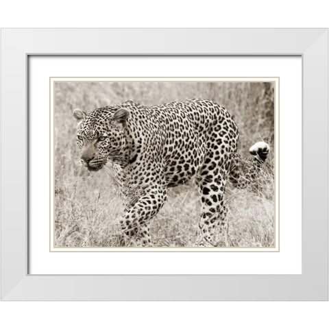 Leopard hunting White Modern Wood Framed Art Print with Double Matting by Anonymous
