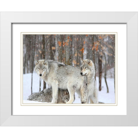 Three grey wolves huddle together during a Quebec snowstorm White Modern Wood Framed Art Print with Double Matting by Anonymous