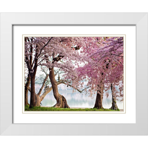 A row of cherry trees bloom at sunrise on the edge of the tidal basin. Washington- USA White Modern Wood Framed Art Print with Double Matting by Anonymous