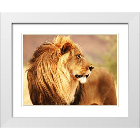 Male lion, Namibia White Modern Wood Framed Art Print with Double Matting by Anonymous