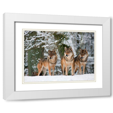 Wolves in the snow, Germany White Modern Wood Framed Art Print with Double Matting by Anonymous