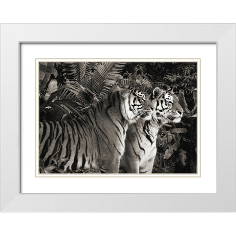 Two Bengal Tigers (BW) White Modern Wood Framed Art Print with Double Matting by Pangea Images