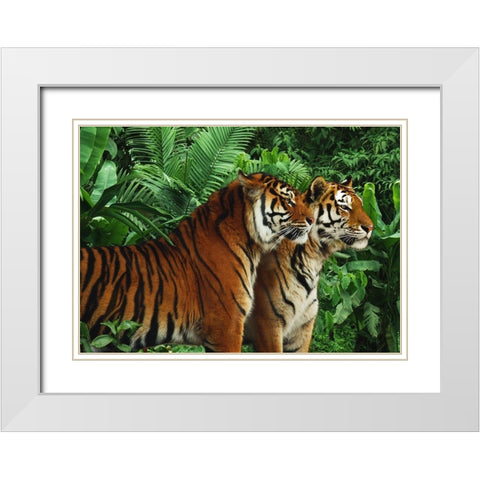 Two Bengal Tigers White Modern Wood Framed Art Print with Double Matting by Pangea Images