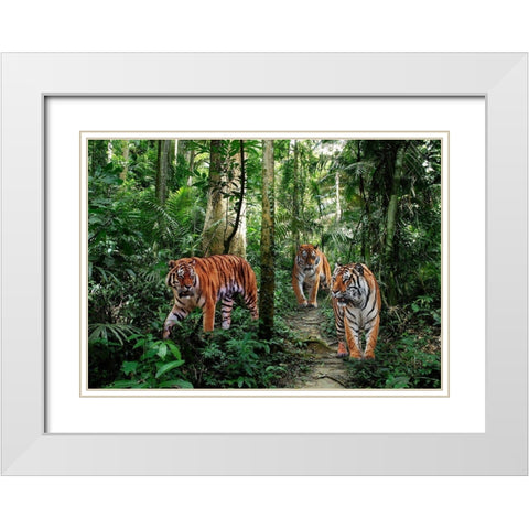 Bengal Tigers White Modern Wood Framed Art Print with Double Matting by Pangea Images