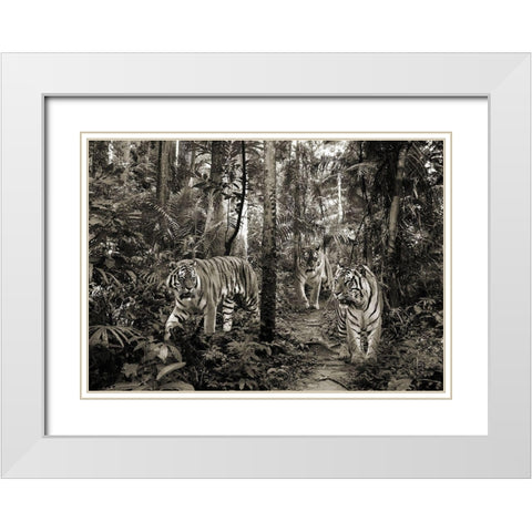 Bengal Tigers (BW) White Modern Wood Framed Art Print with Double Matting by Pangea Images