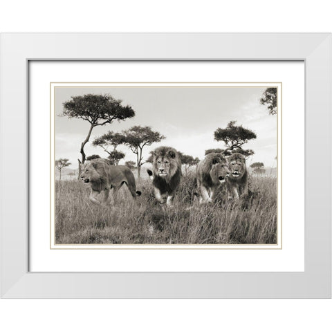 Brothers- Masai Mara- Kenya White Modern Wood Framed Art Print with Double Matting by Pangea Images