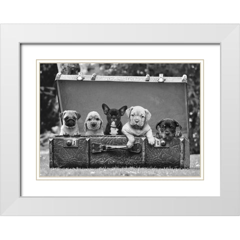 Dog Pups in a Suitcase (detail) White Modern Wood Framed Art Print with Double Matting by Pangea Images