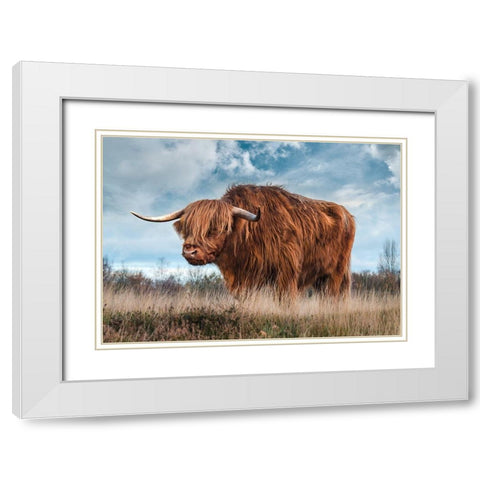 Scottish Highland Bull White Modern Wood Framed Art Print with Double Matting by Pangea Images