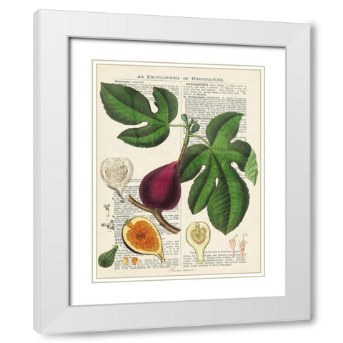 Fruits de saison, Figues White Modern Wood Framed Art Print with Double Matting by Dellal, Remy