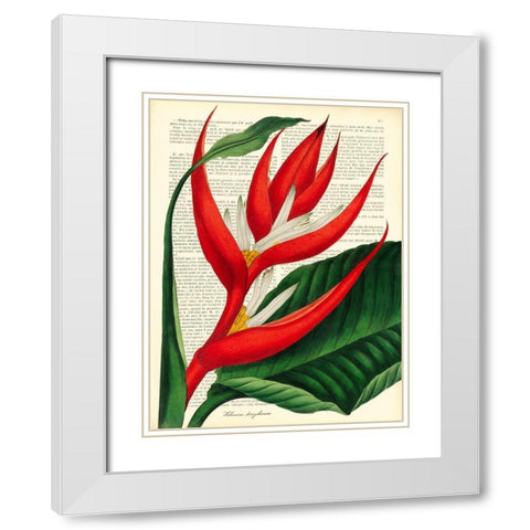 Vintage Botany I White Modern Wood Framed Art Print with Double Matting by Dellal, Remy