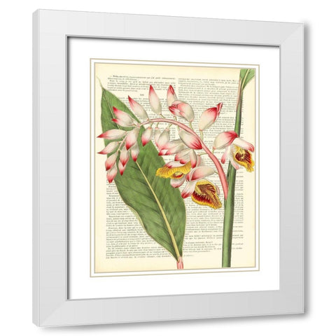 Vintage Botany II White Modern Wood Framed Art Print with Double Matting by Dellal, Remy