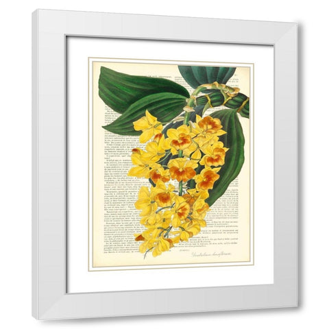 Vintage Botany III White Modern Wood Framed Art Print with Double Matting by Dellal, Remy
