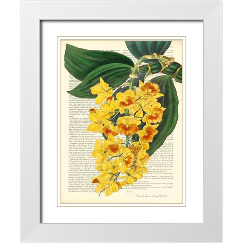 Vintage Botany III White Modern Wood Framed Art Print with Double Matting by Dellal, Remy
