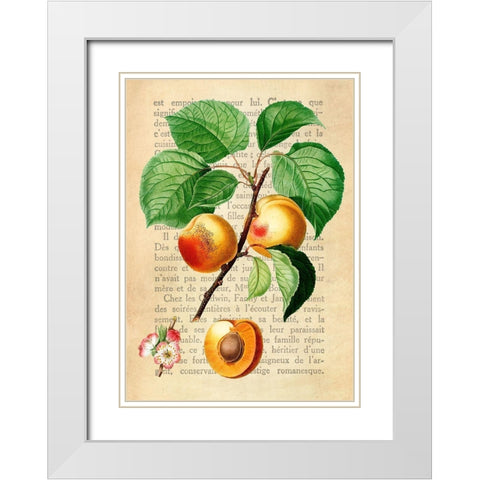 Apricot- After Redoute White Modern Wood Framed Art Print with Double Matting by Dellal, Remy