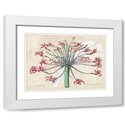 Josephines lily- After Redoute White Modern Wood Framed Art Print with Double Matting by Dellal, Remy