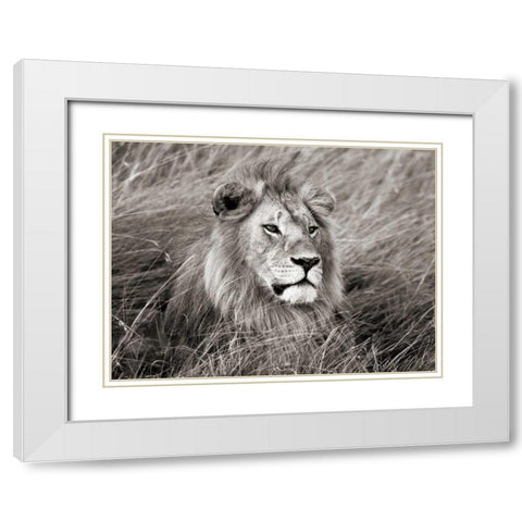 African lion, Masai Mara, Kenya White Modern Wood Framed Art Print with Double Matting by Krahmer, Frank