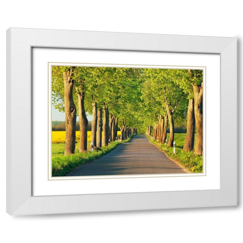 Lime tree alley, Mecklenburg Lake District, Germany White Modern Wood Framed Art Print with Double Matting by Krahmer, Frank