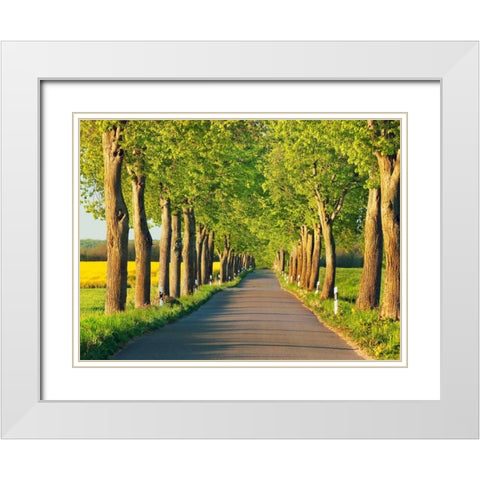 Lime tree alley, Mecklenburg Lake District, Germany White Modern Wood Framed Art Print with Double Matting by Krahmer, Frank