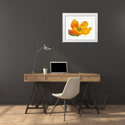 Parrot tulip close-up White Modern Wood Framed Art Print with Double Matting by Krahmer, Frank