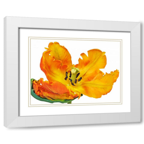 Parrot tulip close-up White Modern Wood Framed Art Print with Double Matting by Krahmer, Frank