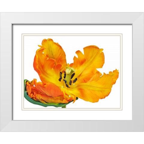Parrot tulip close-up White Modern Wood Framed Art Print with Double Matting by Krahmer, Frank