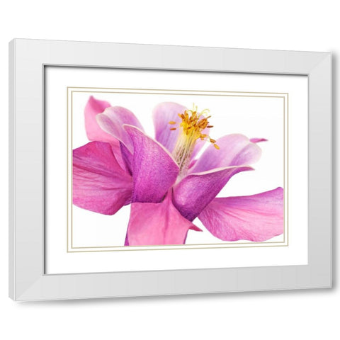 Dark columbine close-up White Modern Wood Framed Art Print with Double Matting by Krahmer, Frank