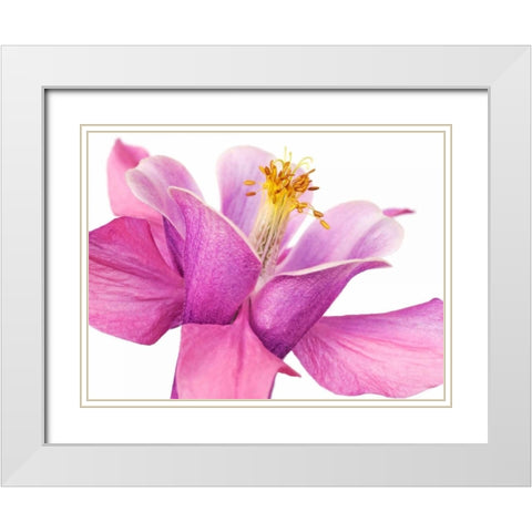 Dark columbine close-up White Modern Wood Framed Art Print with Double Matting by Krahmer, Frank