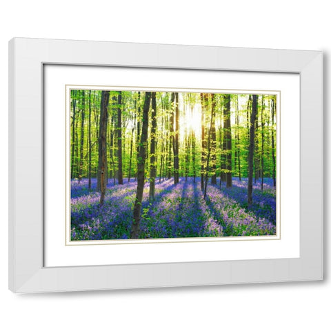 Beech forest with bluebells, Belgium White Modern Wood Framed Art Print with Double Matting by Krahmer, Frank
