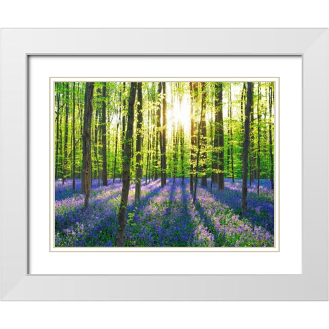 Beech forest with bluebells, Belgium White Modern Wood Framed Art Print with Double Matting by Krahmer, Frank