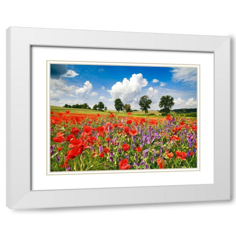 Poppies and vicias in meadow, Mecklenburg Lake District, Germany White Modern Wood Framed Art Print with Double Matting by Krahmer, Frank