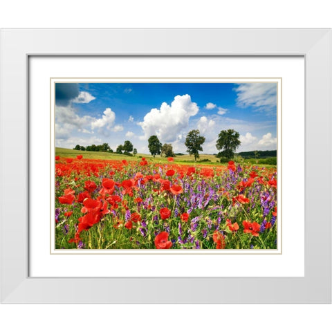 Poppies and vicias in meadow, Mecklenburg Lake District, Germany White Modern Wood Framed Art Print with Double Matting by Krahmer, Frank