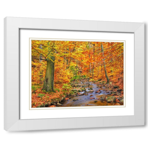 Beech forest in autumn, Ilse Valley, Germany White Modern Wood Framed Art Print with Double Matting by Krahmer, Frank