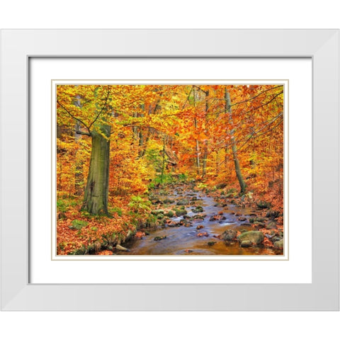 Beech forest in autumn, Ilse Valley, Germany White Modern Wood Framed Art Print with Double Matting by Krahmer, Frank