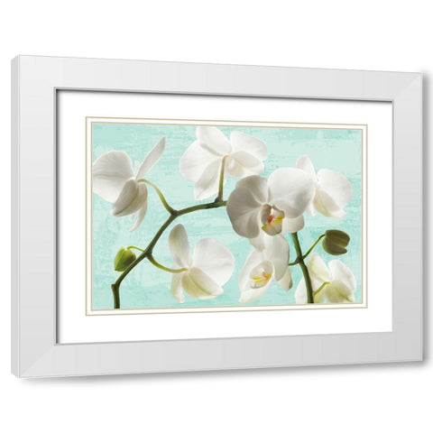 Celadon Orchids White Modern Wood Framed Art Print with Double Matting by Jenny, Thomlinson