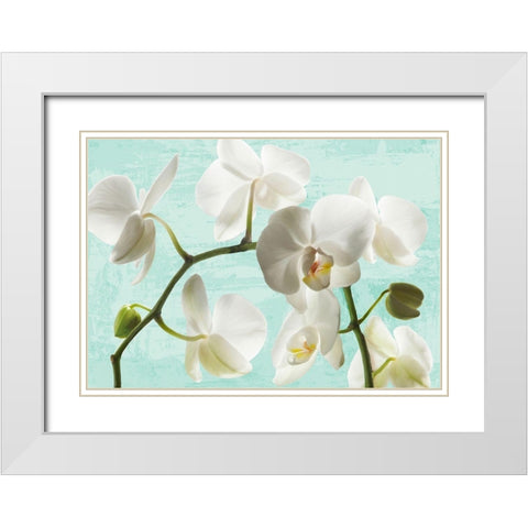 Celadon Orchids White Modern Wood Framed Art Print with Double Matting by Jenny, Thomlinson