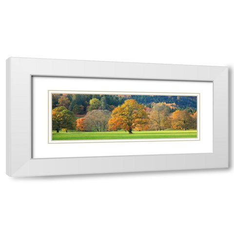 Mixed trees in autumn colour Scotland White Modern Wood Framed Art Print with Double Matting by Anonymous
