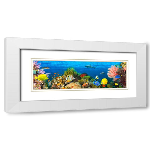 Life in the Coral Reef- Maldives White Modern Wood Framed Art Print with Double Matting by Pangea Images