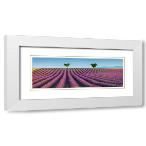 Lavender field, Provence, France White Modern Wood Framed Art Print with Double Matting by Krahmer, Frank