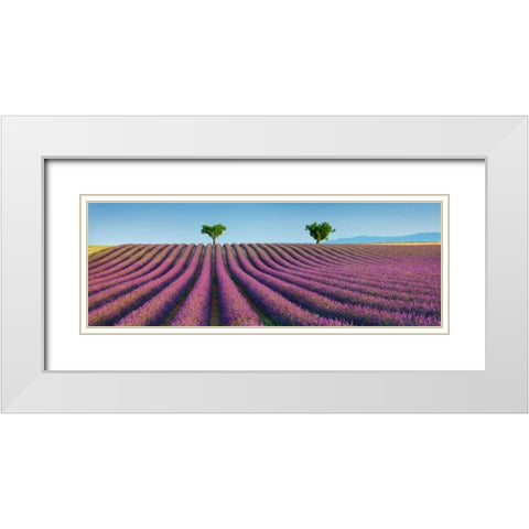 Lavender field, Provence, France White Modern Wood Framed Art Print with Double Matting by Krahmer, Frank