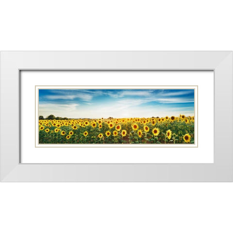 Sunflower field, Plateau Valensole, Provence, France White Modern Wood Framed Art Print with Double Matting by Krahmer, Frank