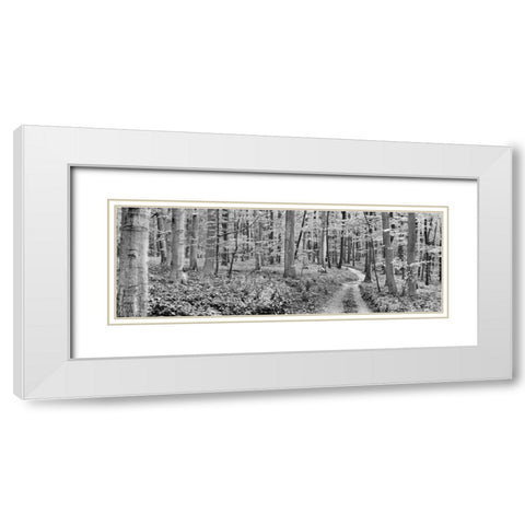 Beech forest, Germany White Modern Wood Framed Art Print with Double Matting by Krahmer, Frank