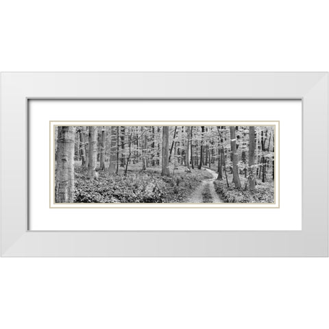 Beech forest, Germany White Modern Wood Framed Art Print with Double Matting by Krahmer, Frank