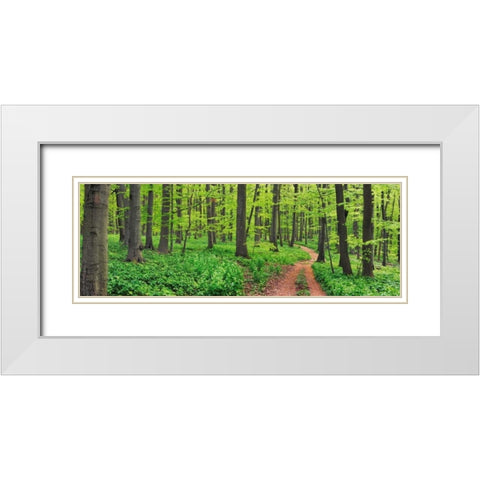 Beech forest, Germany White Modern Wood Framed Art Print with Double Matting by Krahmer, Frank