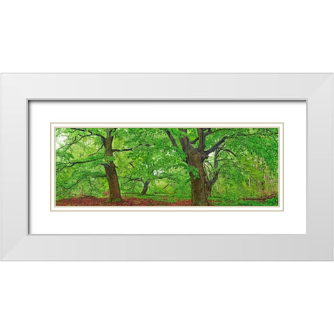 European beech, Kellerwald, Germany White Modern Wood Framed Art Print with Double Matting by Krahmer, Frank