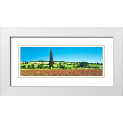 Cypress in poppy field, Tuscany, Italy White Modern Wood Framed Art Print with Double Matting by Krahmer, Frank