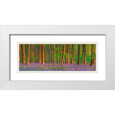 Beech forest with bluebells, Hampshire, England White Modern Wood Framed Art Print with Double Matting by Krahmer, Frank