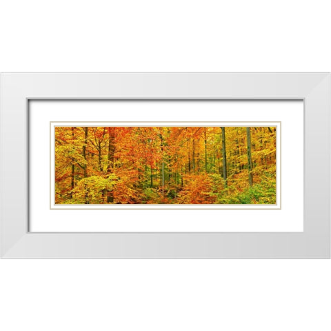 Beech forest in autumn, Kassel, Germany White Modern Wood Framed Art Print with Double Matting by Krahmer, Frank